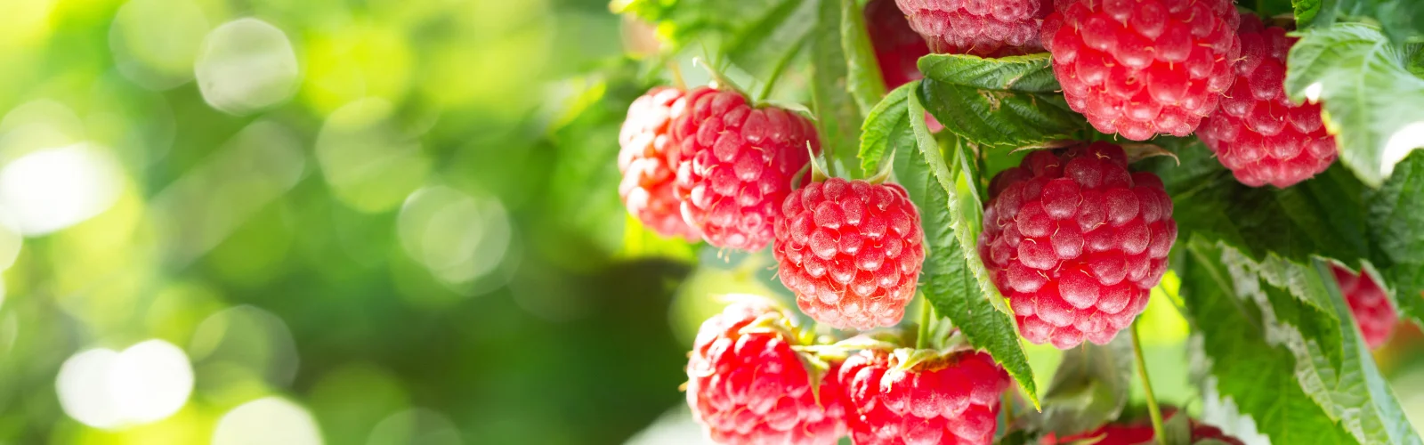 Ripe raspberries on a branch with a blurred green background.