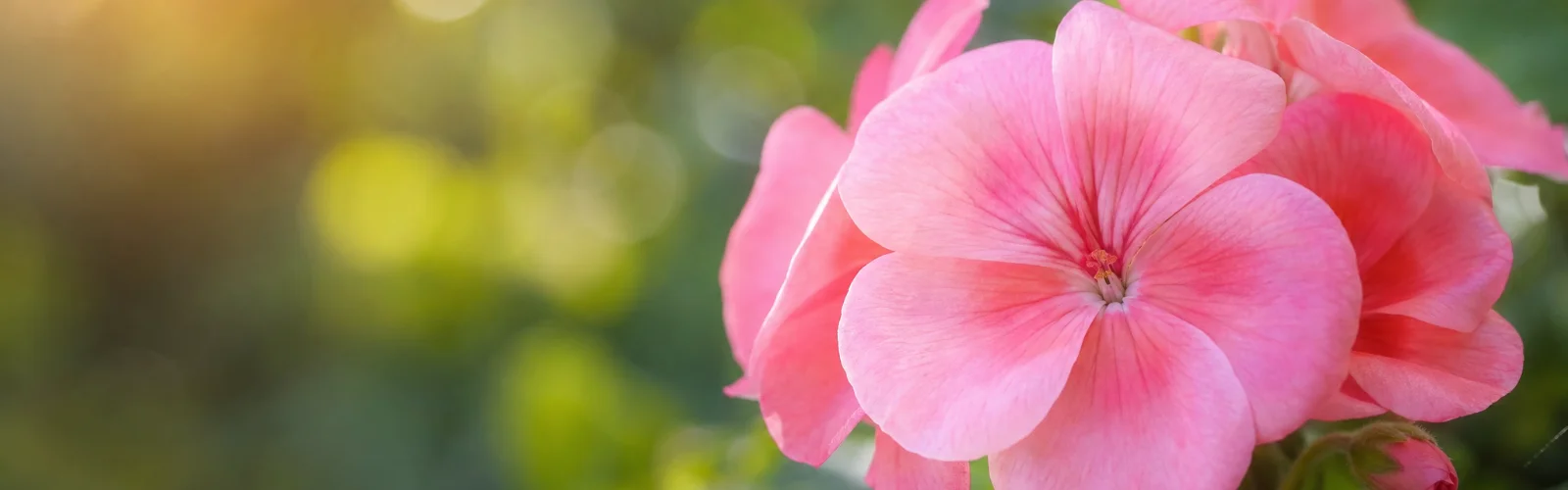 Close-up of a vibrant pink geranium flower with soft, blurred green foliage in the background.